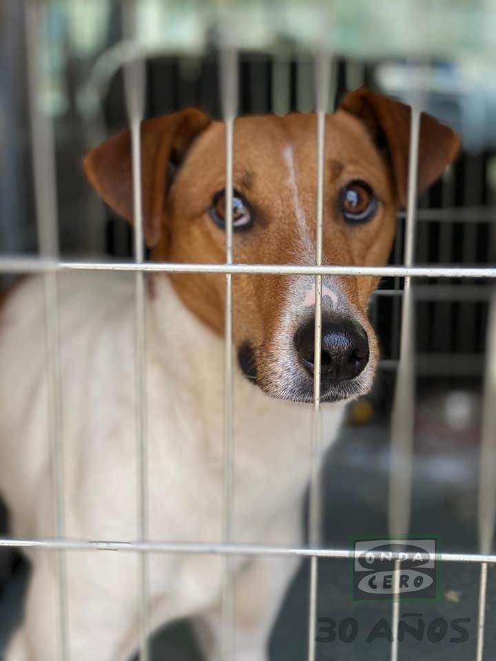 Segunda oportunidad para perros abandonados