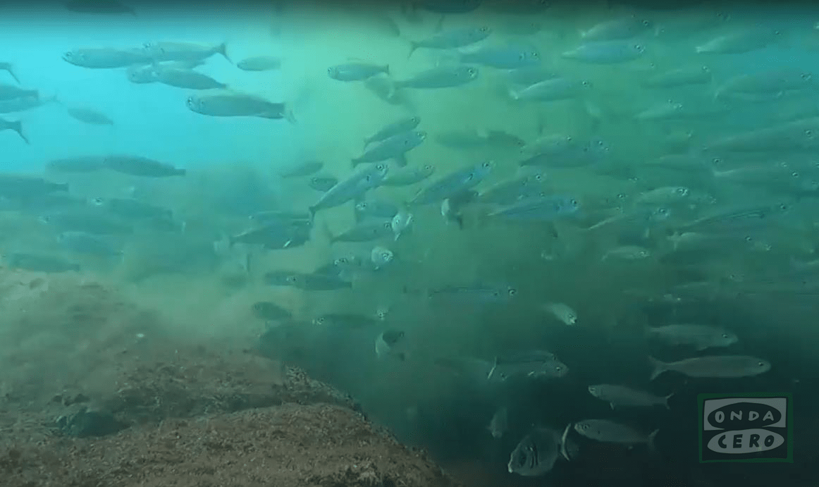 Castro pedirá a MARE que investigue y solucione los problemas del emisario submarino de la EDAR