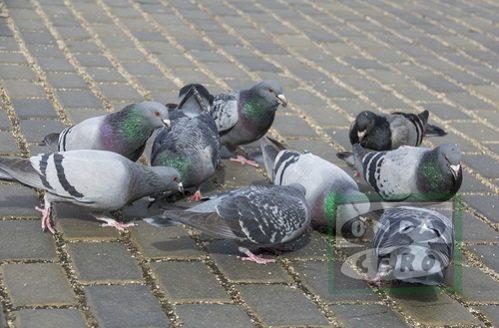 Castro pondrá en marcha una campaña para reducir la población de palomas
