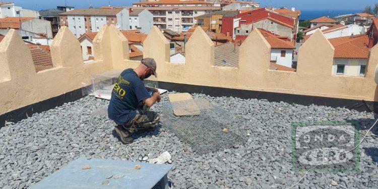 Comienza una nueva campaña de control puntual de palomas en Castro Urdiales