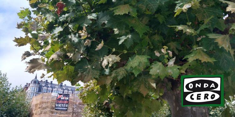 Acceso al proyecto de reforma del suelo de La Barrera