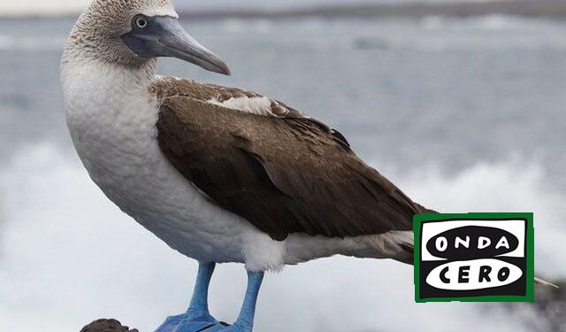 Nuevos casos de gripe aviar en alcatraces