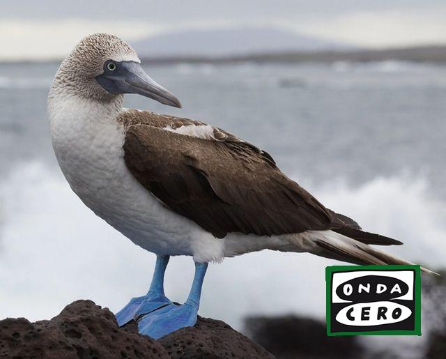 Nuevos casos de gripe aviar en alcatraces