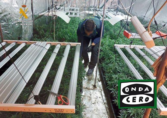 Desmantelada una plantación de 500 plantas de marihuana en Guriezo