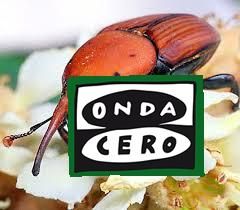 El Gobierno regional alerta de una plaga de picudo rojo, un escarabajo asiático que daña a las palmeras