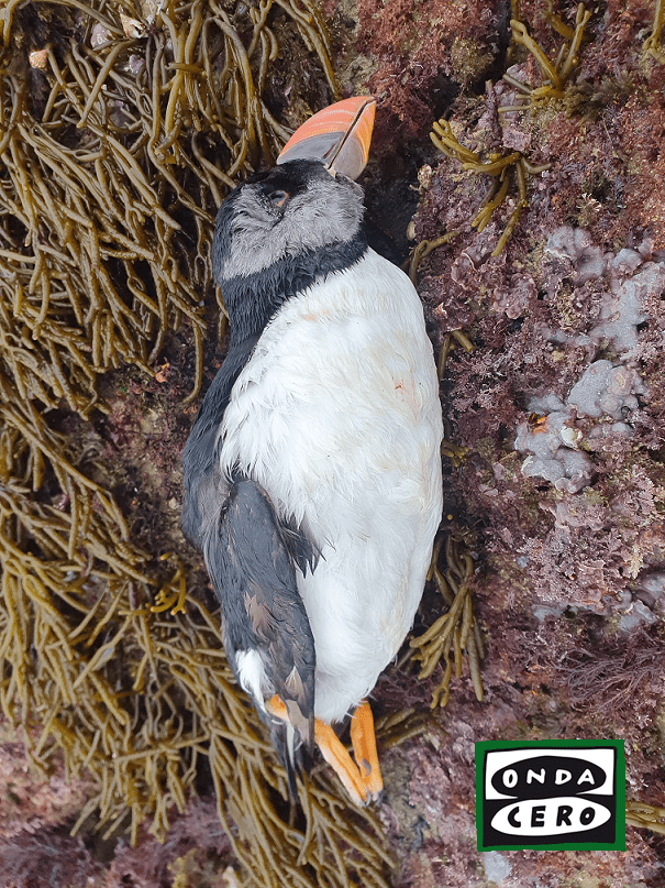Siguen apareciendo frailecillos muertos y otras aves en las playas de Castro Urdiales