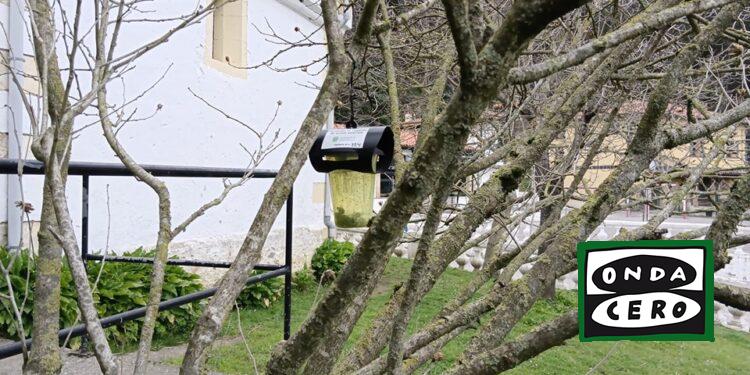Comienza una nueva campaña de trampeo para neutralizar a la avispa asiática en Castro Urdiales