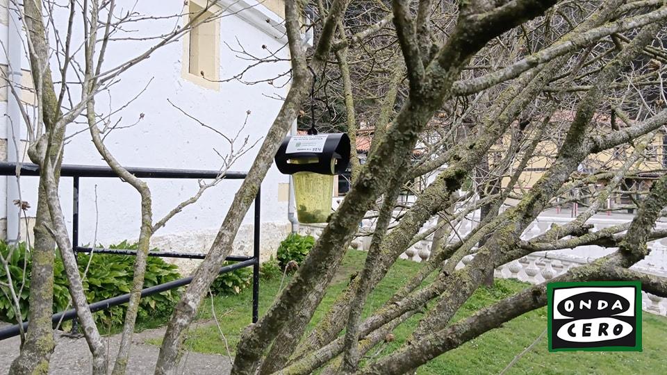 Comienza una nueva campaña de trampeo para neutralizar a la avispa asiática en Castro Urdiales