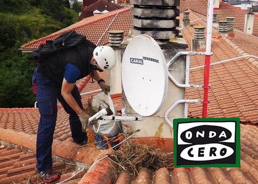 Comienza la campaña de control poblacional de la gaviota patiamarilla en Castro Urdiales