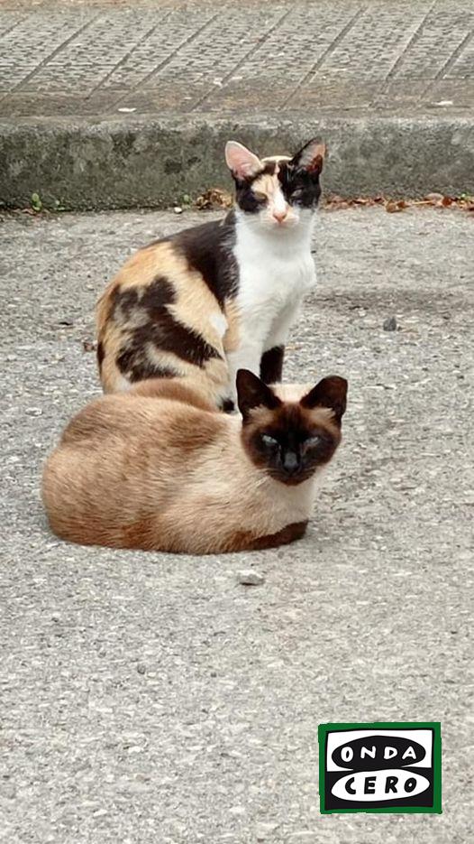 Se reanudan las esterilizaciones de gatos callejeros en Castro