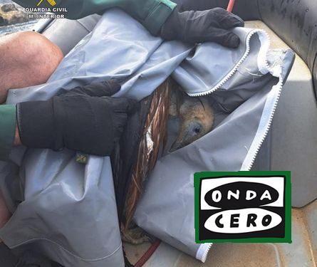 El Servicio marítimo de Cantabria rescata a un buitre leonado atrapado en las rocas en Islares