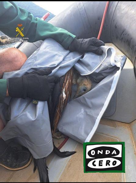 El Servicio marítimo de Cantabria rescata a un buitre leonado atrapado en las rocas en Islares