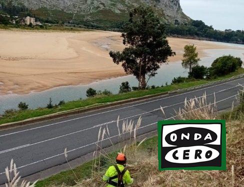 Comienzan los trabajos de eliminación del plumero de la pampa en Castro Urdiales