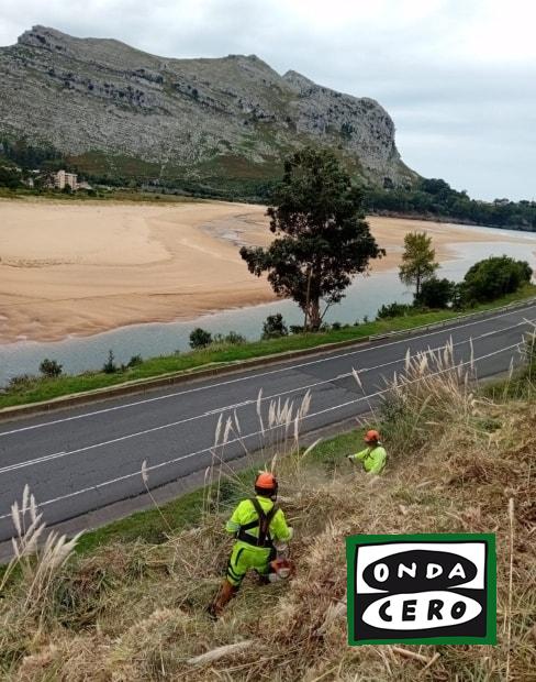 Comienzan los trabajos de eliminación del plumero de la pampa en Castro Urdiales