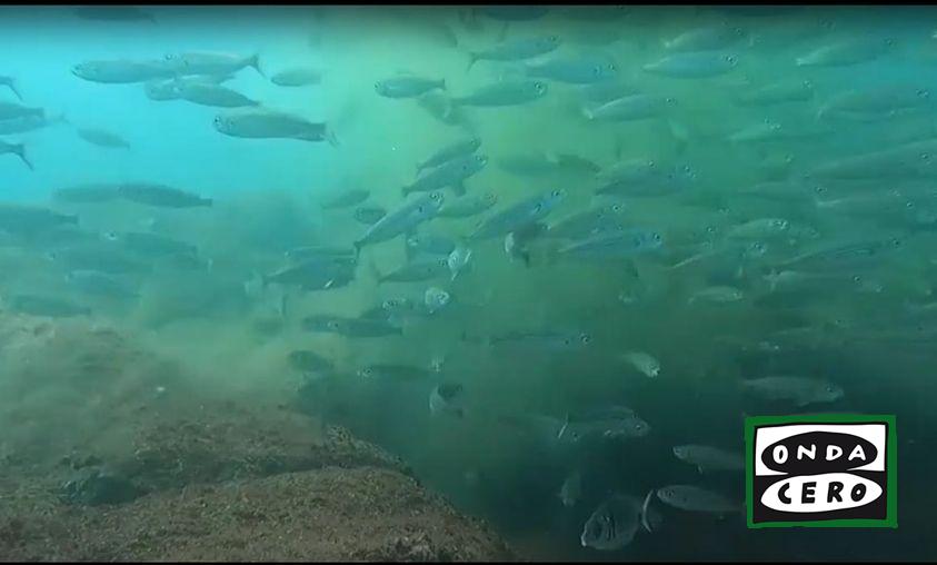 Podemos-IU reclama mayor implicación de MARE para solucionar los problemas de la fuga no reparada en el emisario submarino de la EDAR de Castro