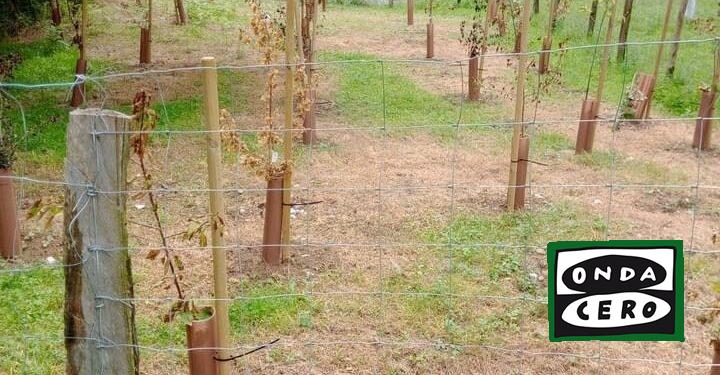 Condena municipal por los actos vandálicos contra una plantación de árboles en La Castañuela de Sámano