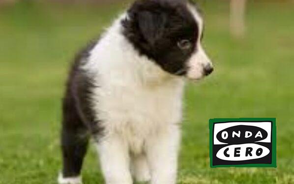 Aparecen 10 cachorros muertos de Border collie en un contenedor de Sámano