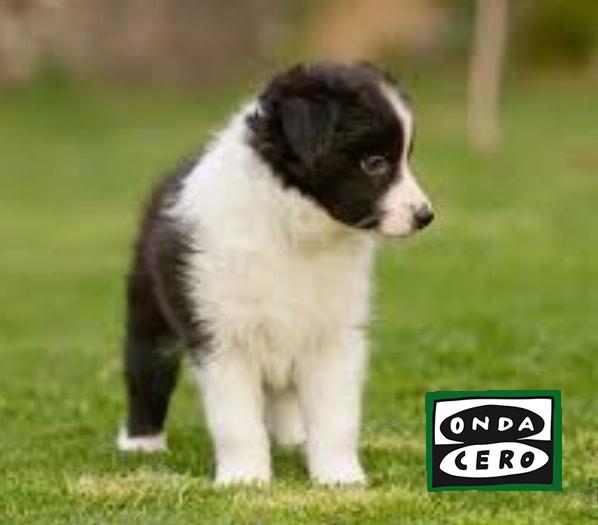 Aparecen 10 cachorros muertos de Border collie en un contenedor de Sámano