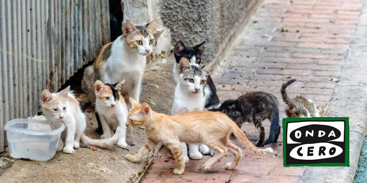 Subvención de 80.000 euros para la mejora e impulso del control poblacional de las colonias felinas de Castro Urdiales