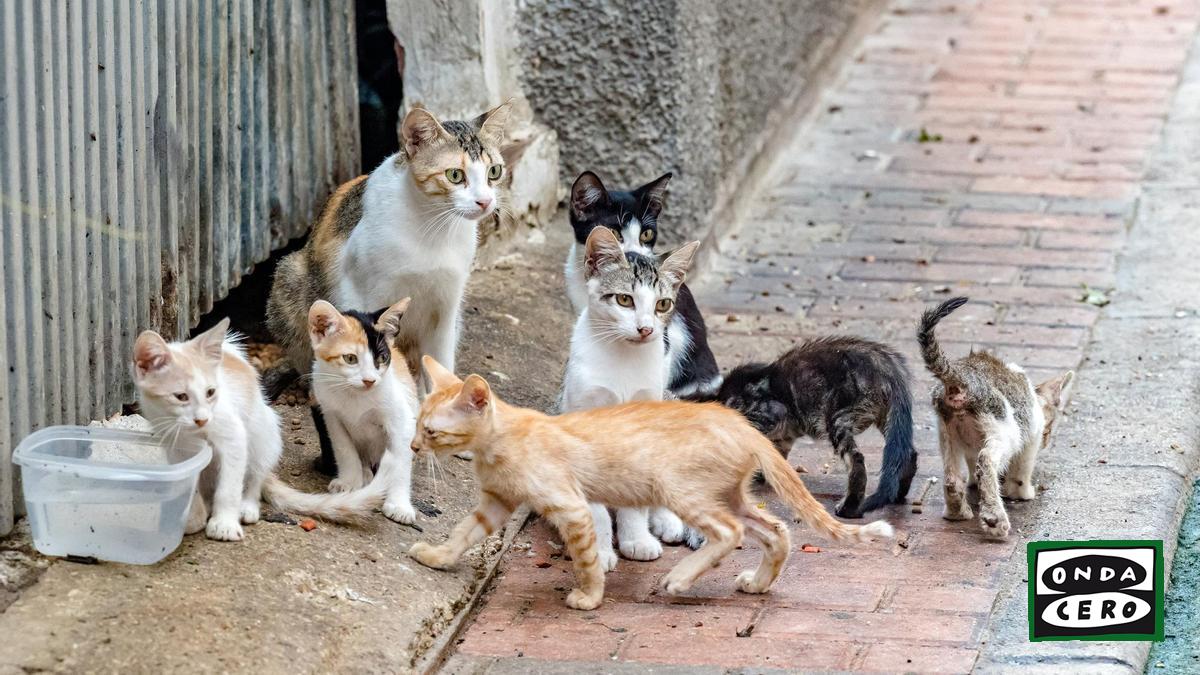 Subvención de 80.000 euros para la mejora e impulso del control poblacional de las colonias felinas de Castro Urdiales