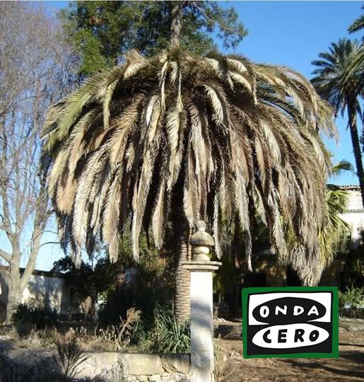 El Ayuntamiento de Castro enfrenta la afección al Picudo rojo que afecta a las palmeras
