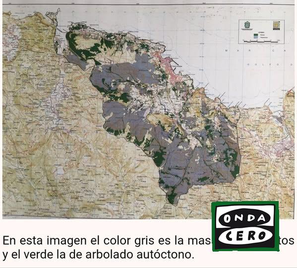 Podemos propone cambios normativos para recuperar y proteger los bosques autóctonos de Castro frente al eucalipto