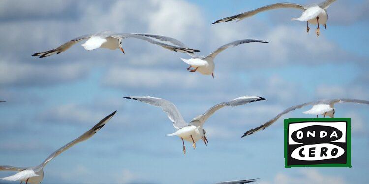 Desarrollo Rural confirma el primer caso de gripe aviar en Cantabria en una gaviota recogida en Castro Urdiales