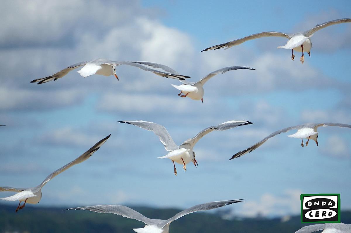 Desarrollo Rural confirma el primer caso de gripe aviar en Cantabria en una gaviota recogida en Castro Urdiales