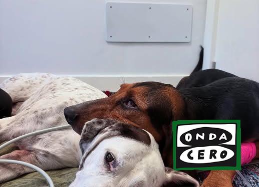 Un cachorro muerto y varios perros tratados por posible intoxicación tras ingerir algún producto en las campas de Cerdigo a Islares