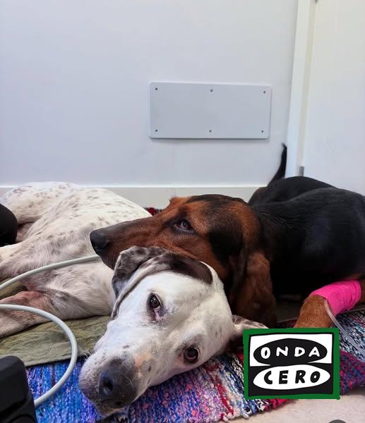 Un cachorro muerto y varios perros tratados por posible intoxicación tras ingerir algún producto en las campas de Cerdigo a Islares