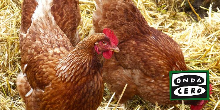 Susinos destaca «la anticipación» de Cantabria ante el incremento de casos de gripe aviar en España