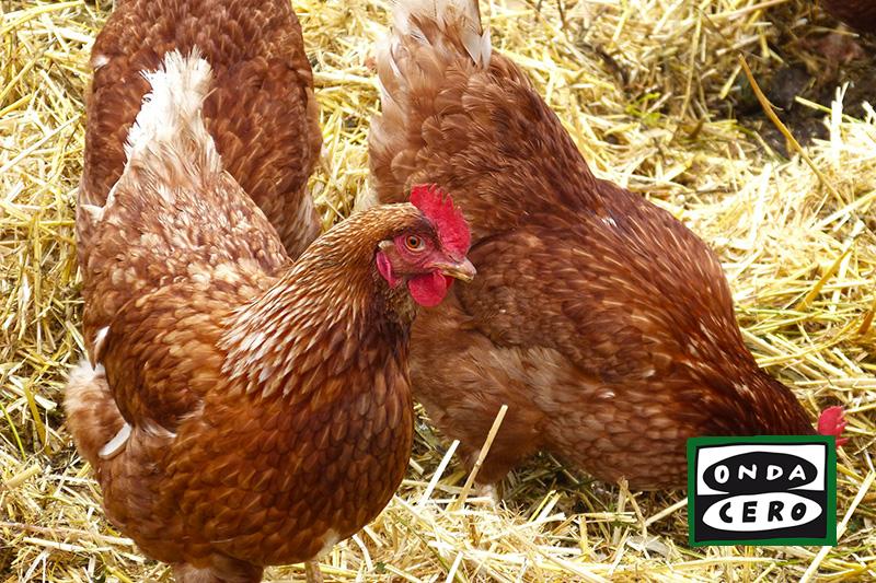 Susinos destaca «la anticipación» de Cantabria ante el incremento de casos de gripe aviar en España