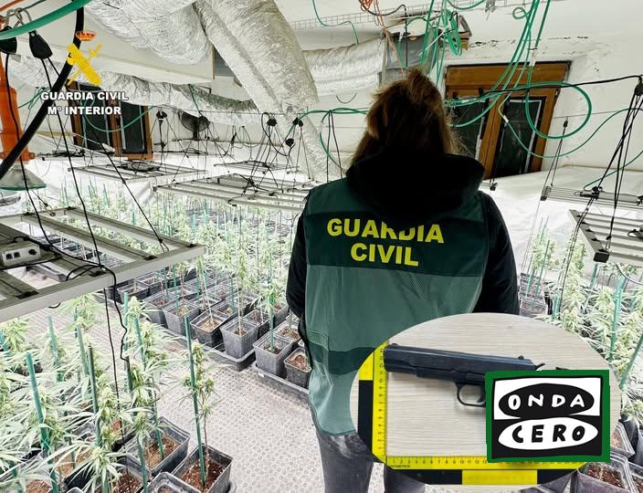 La Guardia civil desmantela una plantación interior de marihuana en Guriezo con 333 plantas y detiene a dos vecinos de la localidad