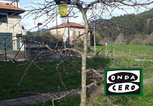 Comienza la campaña de trampeo de la avispa asiática reina 2026 en Castro